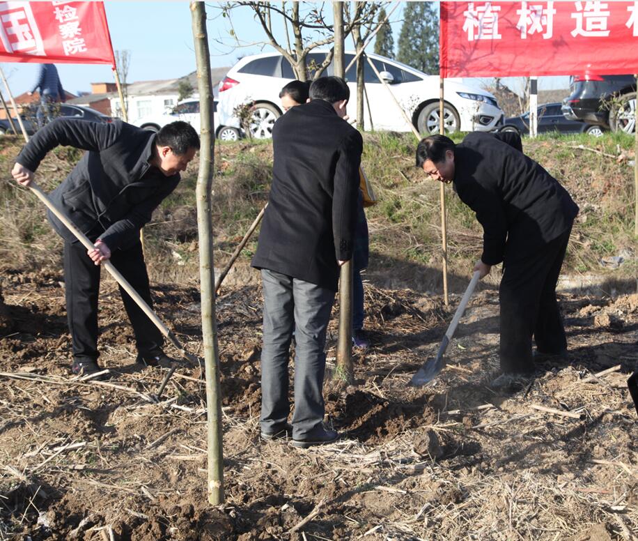 植树5.jpg